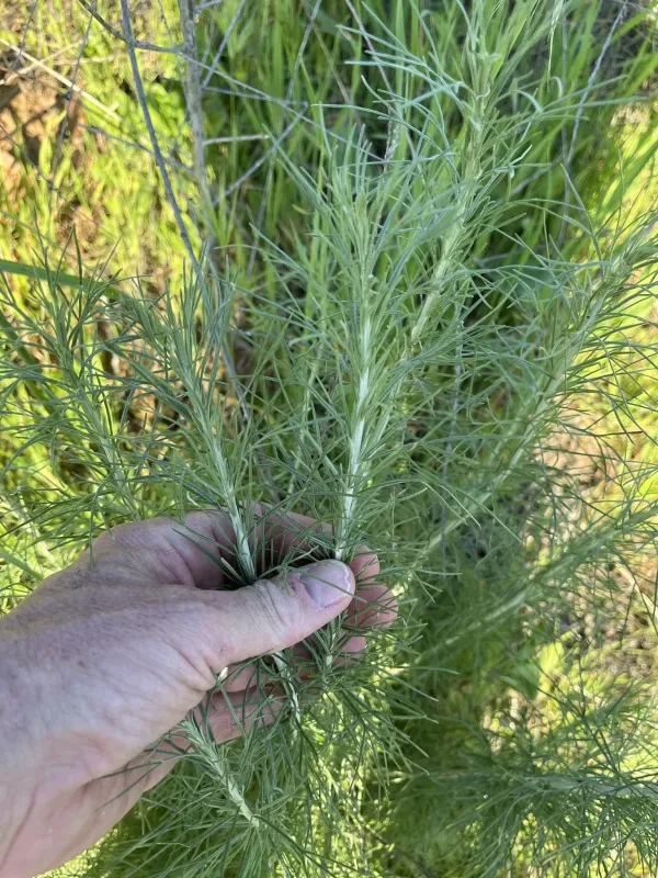 California sagebrush