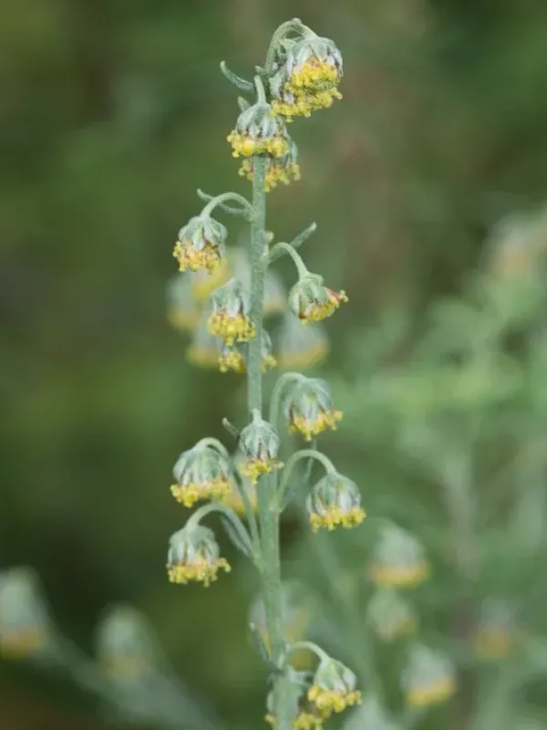 Artemisia suavis