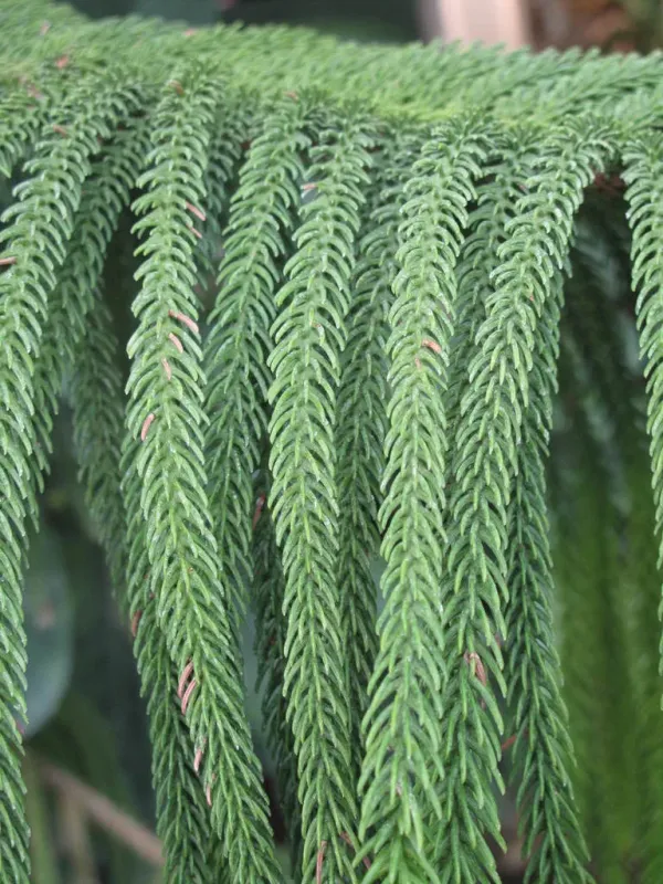 Araucaria subulata