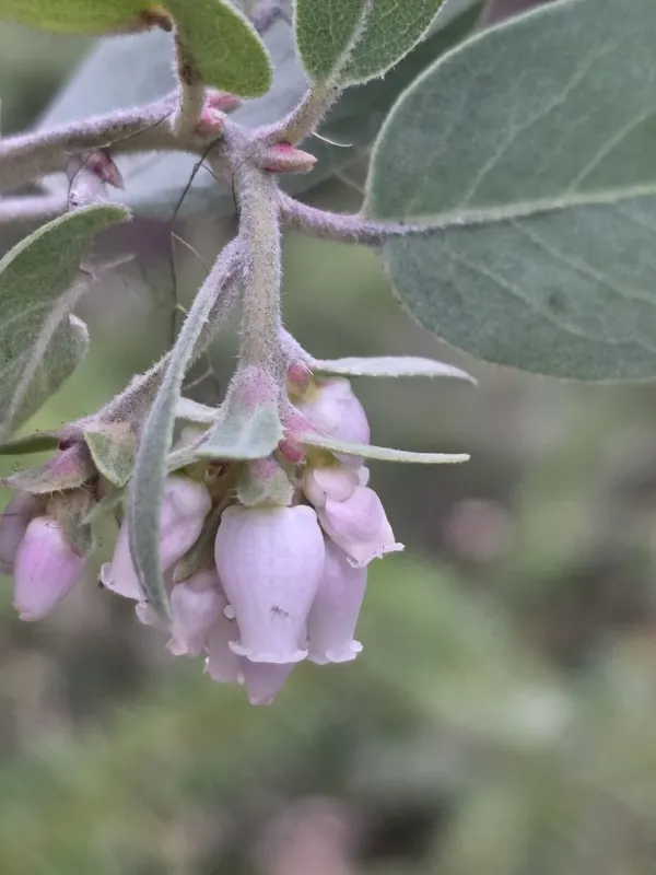 Hairy manzanita