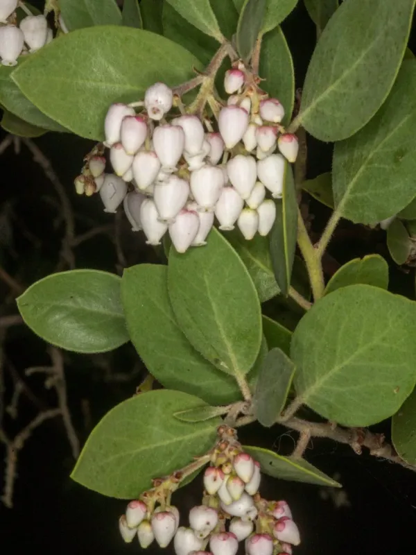 Manzanita