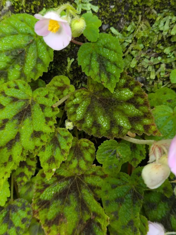 Hybrid Begonia