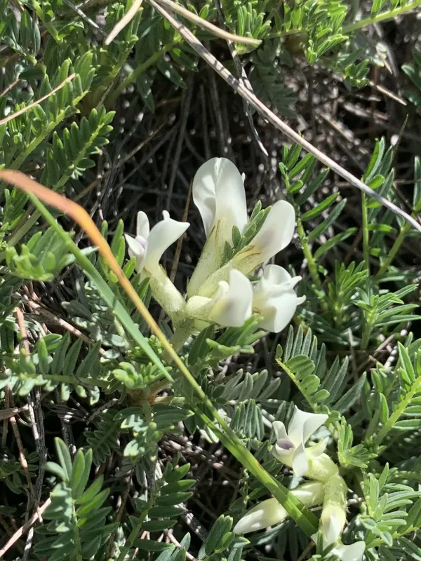 Narrow-leaved milkvetch