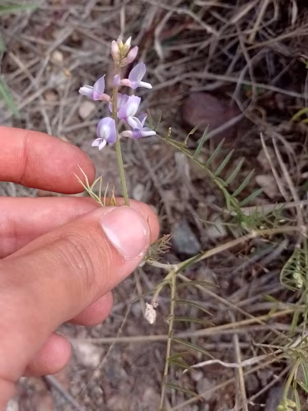 Berg's milkvetch