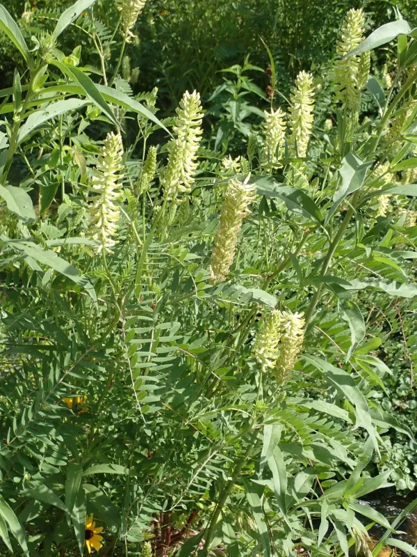 Canadian milkvetch