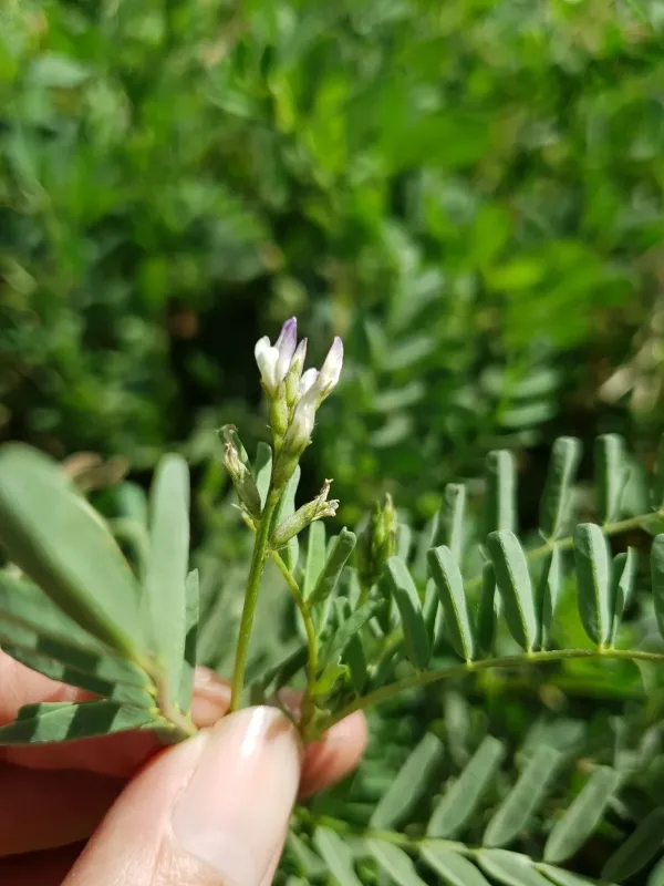 Astragalus crenatus