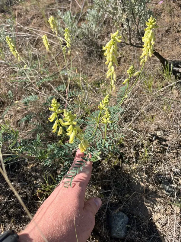 Astragalus collinus