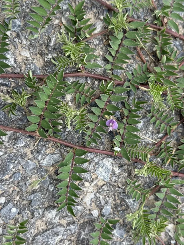 Flat-stemmed milkvetch