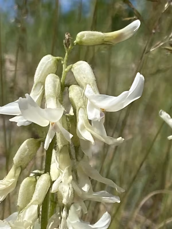 Drummond's milkvetch