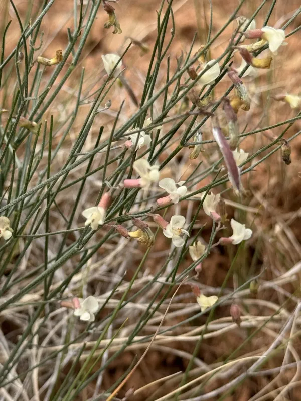Astragalus junceus