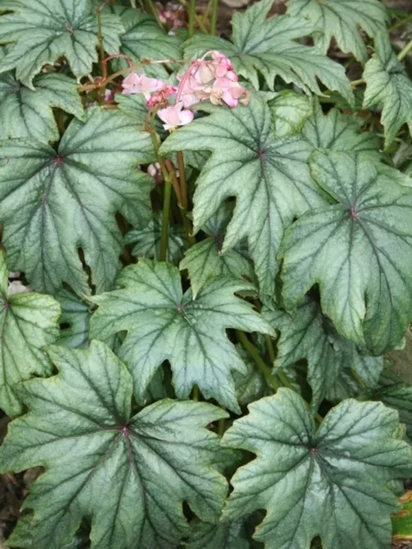 Begonia pedatifida taliensis