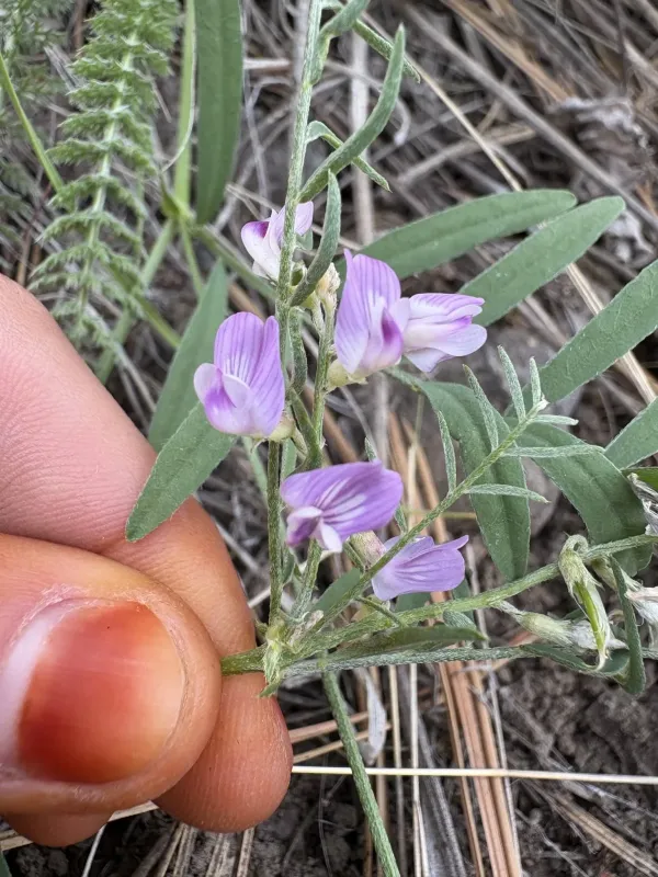 Astragalus miser