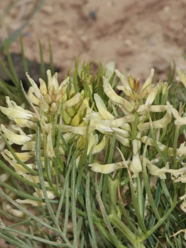 Narrow-leaf milkvetch