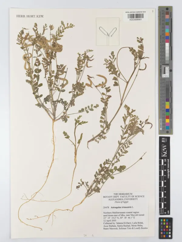 Astragalus trimestris