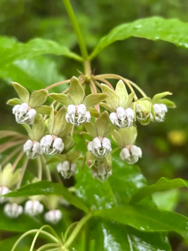 Poke milkweed