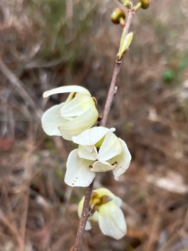 Asimina reticulata