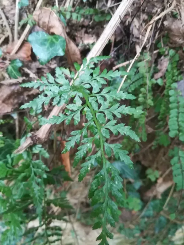 Black spleenwort