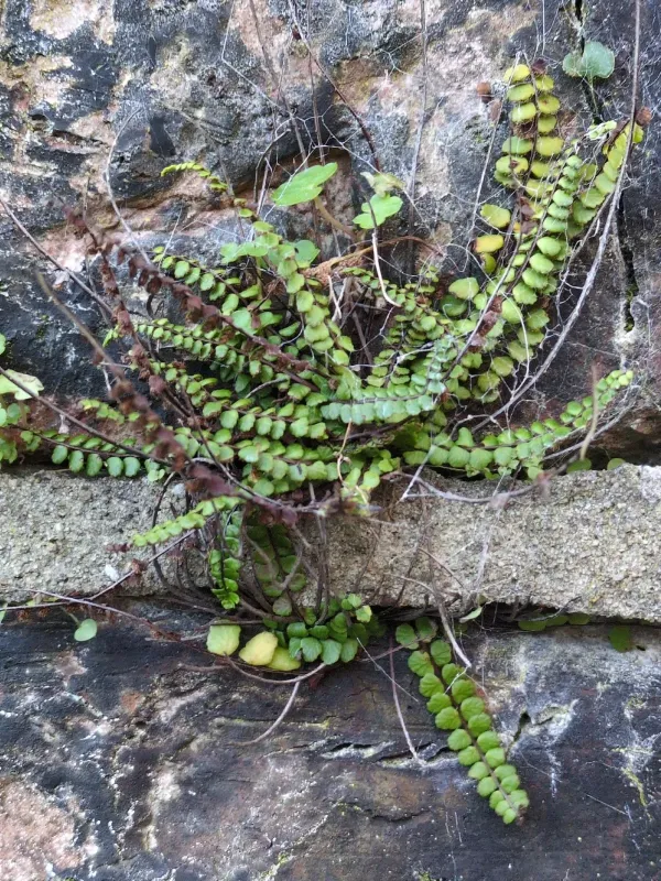 Maidenhair spleenwort