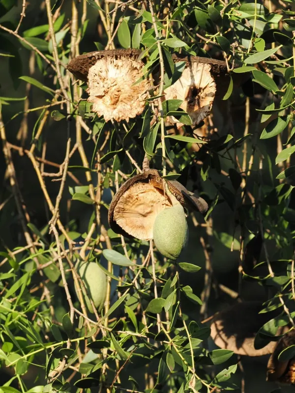 Aspidosperma quebracho-blanco