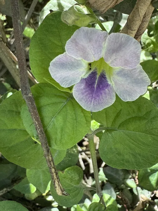 Asystasia gangetica