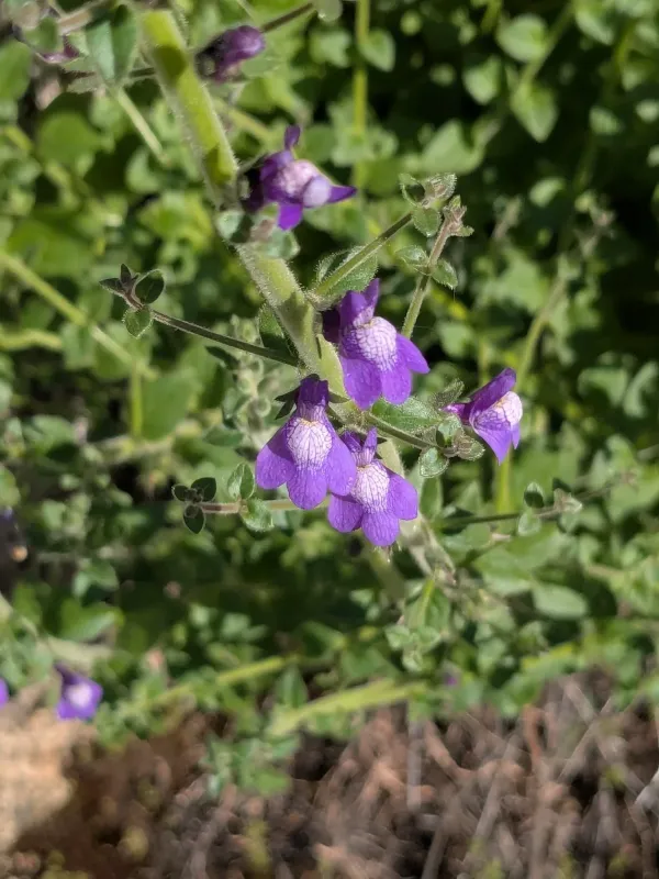 Nuttall's snapdragon