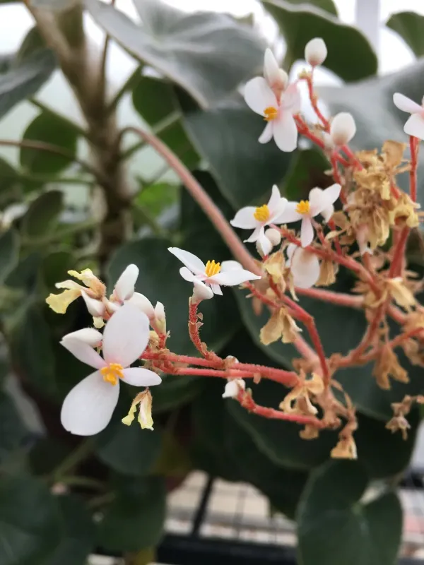 Begonia venosa