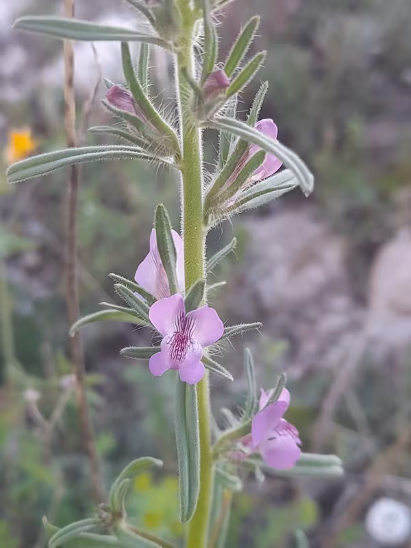 Lesser snapdragon