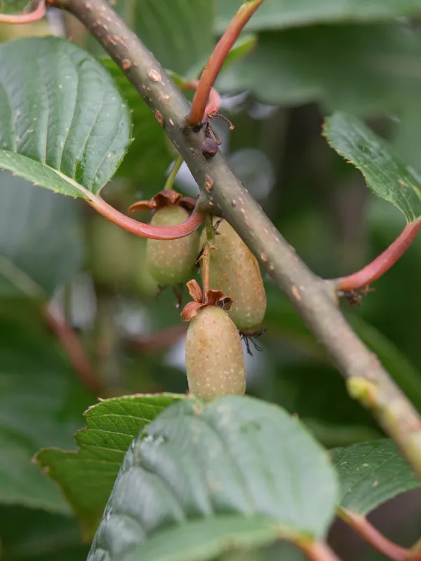 Actinidia strigosa