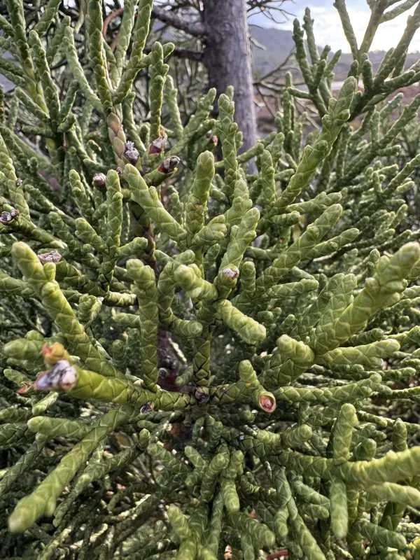 Pencil pine