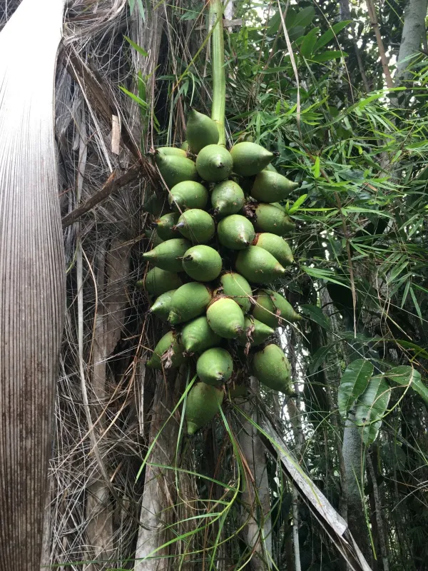 Attalea funifera