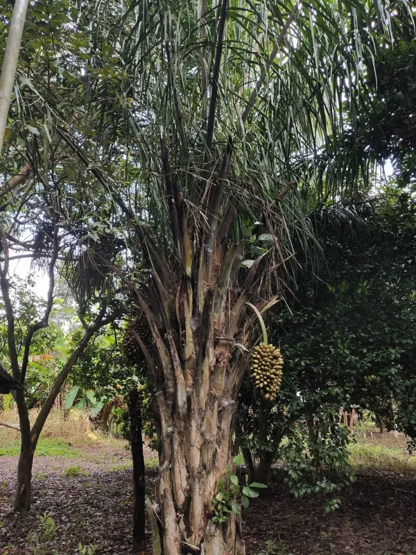 Attalea phalerata