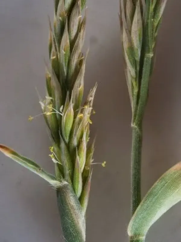 Asthenatherum forsskalii
