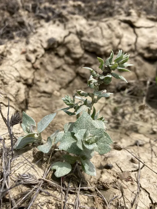 Silverscale saltbush