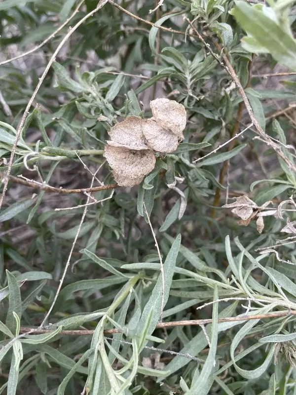 Fourwing saltbush