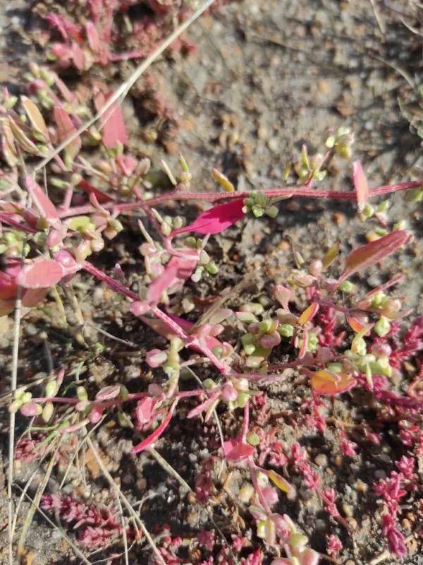 Wild saltbush
