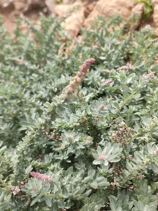 Glaucous saltbush
