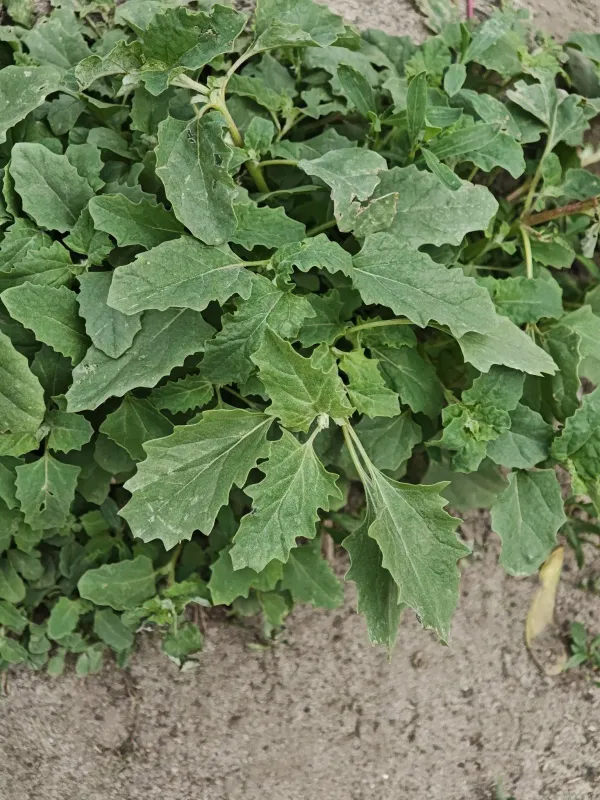 Tatarian orache