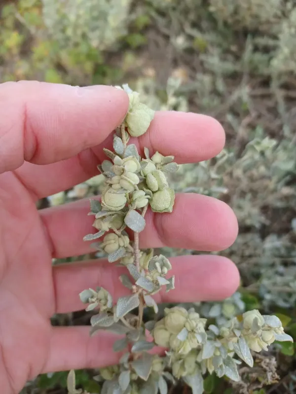 Bladder saltbush