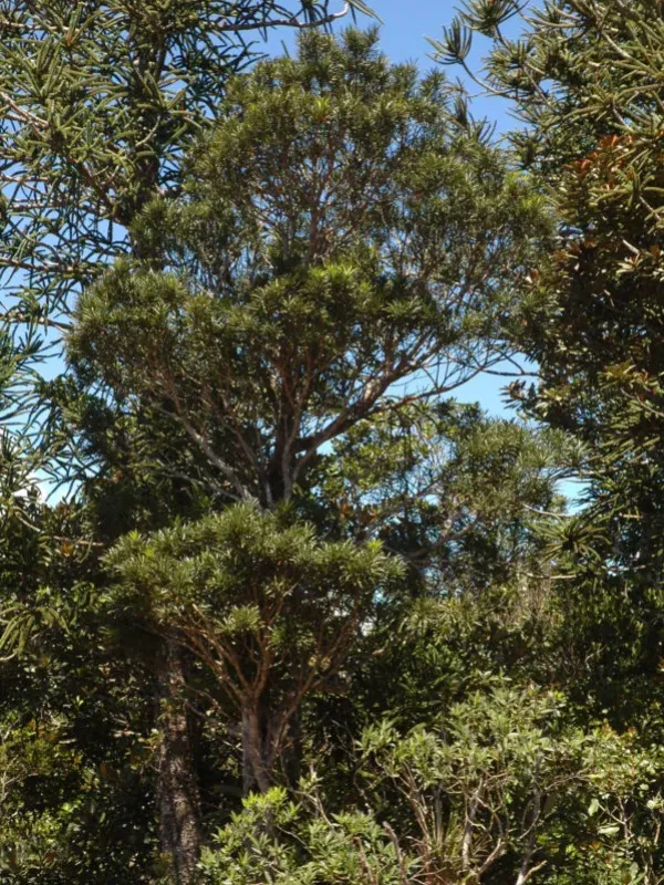 Austrotaxus spicata