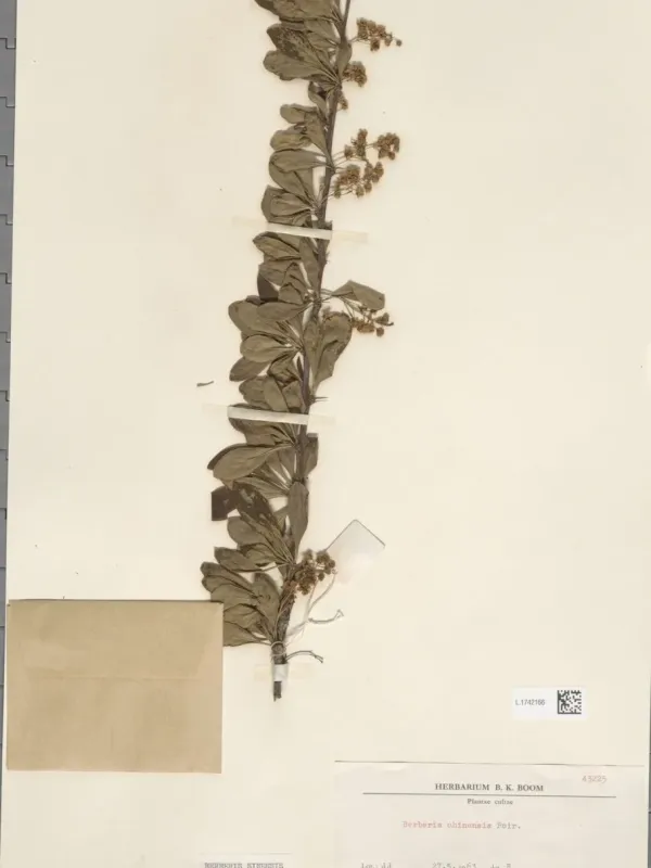 Chinese barberry