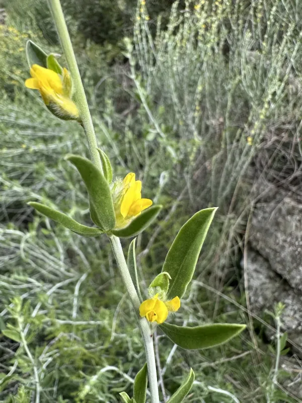 Anthyllis cytisoides