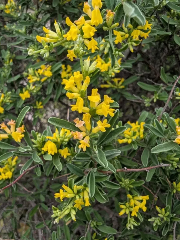 Hermann's Kidney Vetch