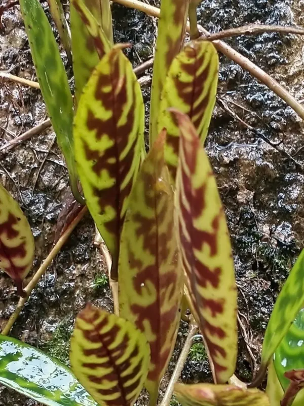 Aeschynanthus marmoratus