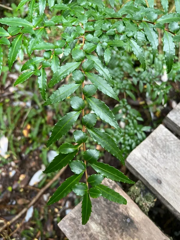 Azara lanceolata