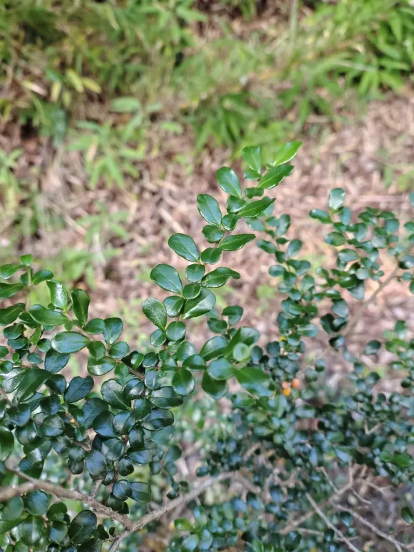 Azara microphylla