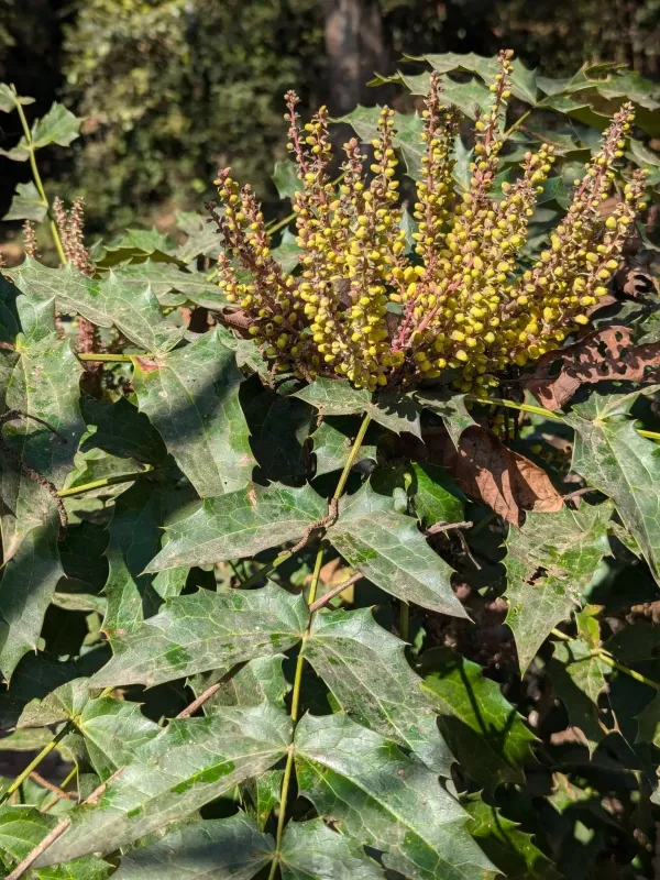Nepal barberry