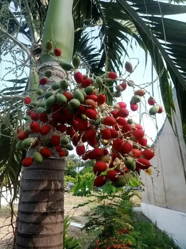 Adonidia merrillii