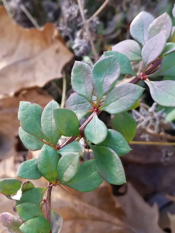 Ottawa barberry