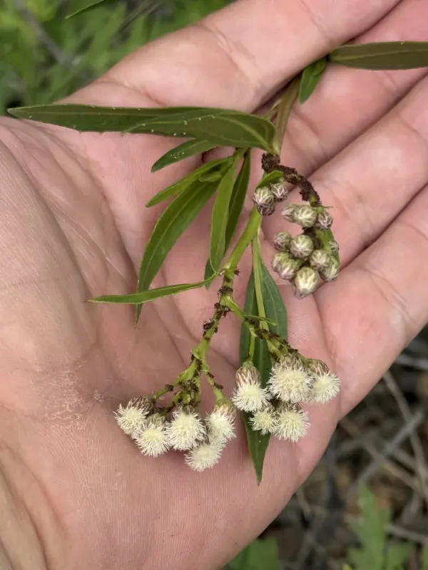 Baccharis viminea