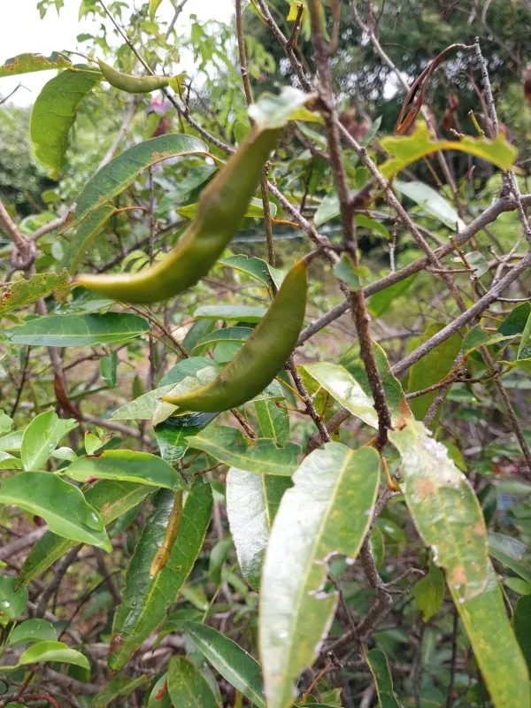 Бафия капарисолистная